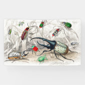 Hercules Kever, Scarabaeus Tityus, gestreept Spandoek (Horizontaal)