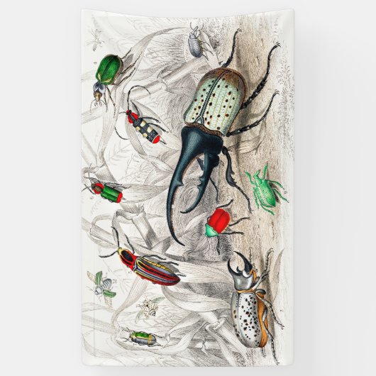 Hercules Kever, Scarabaeus Tityus, gestreept Spandoek (Verticaal)