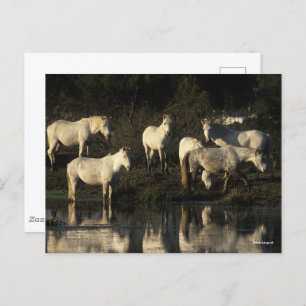 Herd Camargue Ponies in water Briefkaart