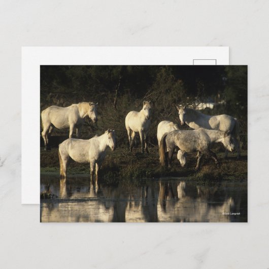 Herd Camargue Ponies in water Briefkaart (Voorkant / Achterkant)