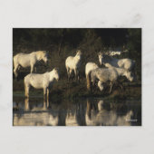 Herd Camargue Ponies in water Briefkaart (Voorkant)