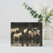 Herd Camargue Ponies in water Briefkaart (Staand voorkant)
