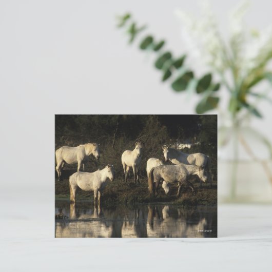 Herd Camargue Ponies in water Briefkaart (Staand voorkant)