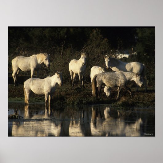 Herd Camargue Ponies in water Poster (Voorkant)
