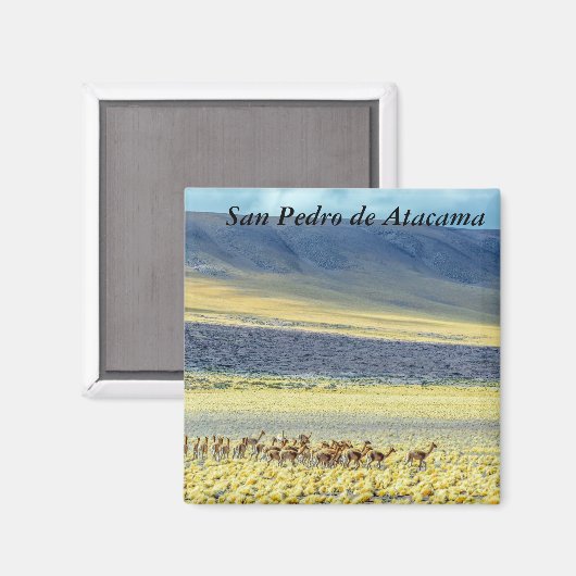 Herd of Vicunas Magneet (Voorkant / Achterkant)
