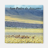 Herd of Vicunas Magneet (Voorkant)