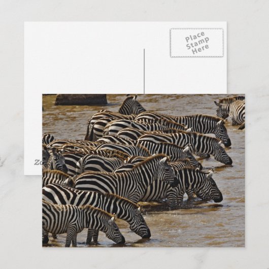 Herd van de Zebras van Burchell drink Mara Briefkaart (Voorkant / Achterkant)