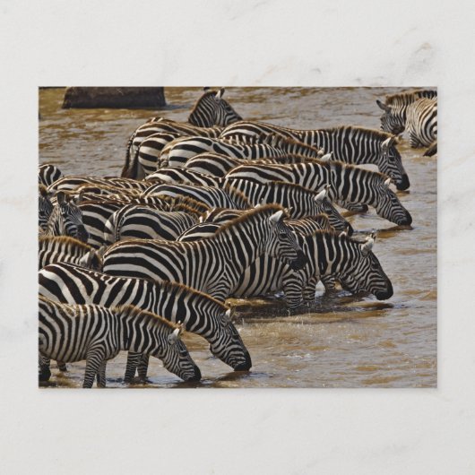 Herd van de Zebras van Burchell drink Mara Briefkaart (Voorkant)