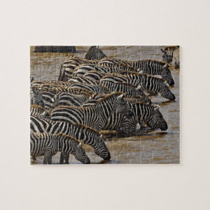 Herd van de Zebras van Burchell drink Mara Legpuzzel