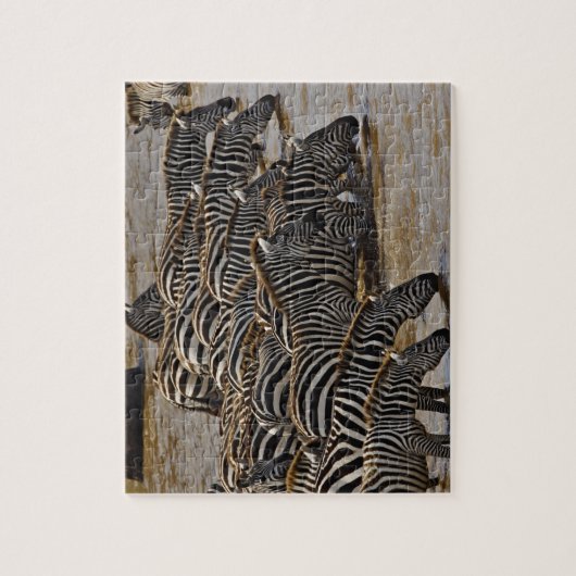 Herd van de Zebras van Burchell drink Mara Legpuzzel (Verticaal)