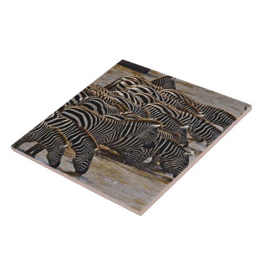 Herd van de Zebras van Burchell drink Mara Tegeltje (Zijkant)