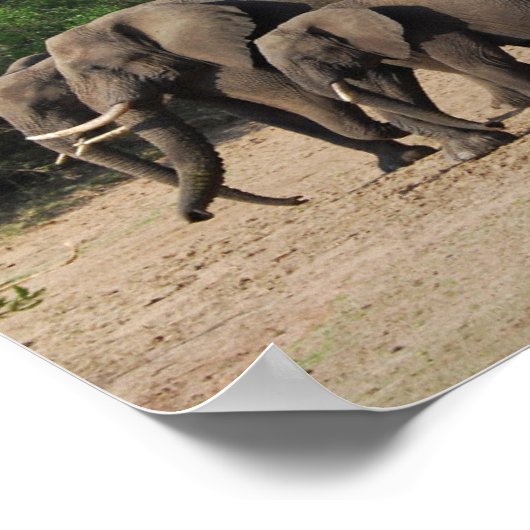 Herd van Elephants Poster (Hoek)
