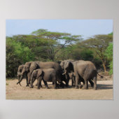 Herd van Elephants Poster (Voorkant)