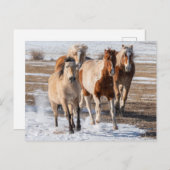 Herd van gemengde fokpaarden die in de sneeuw lope briefkaart (Voorkant / Achterkant)