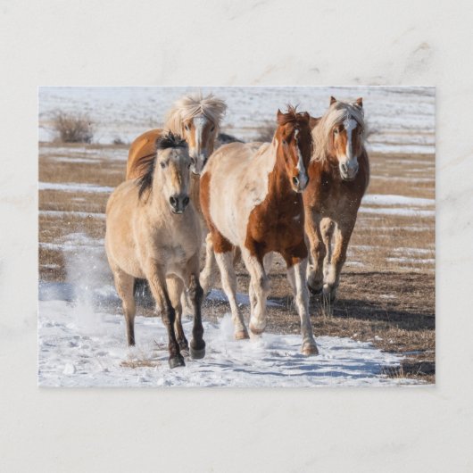 Herd van gemengde fokpaarden die in de sneeuw lope briefkaart (Voorkant)