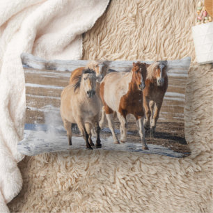 Herd van gemengde fokpaarden die in de sneeuw lope kussen