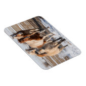 Herd van gemengde fokpaarden die in de sneeuw lope magneet (Rechterzijde)