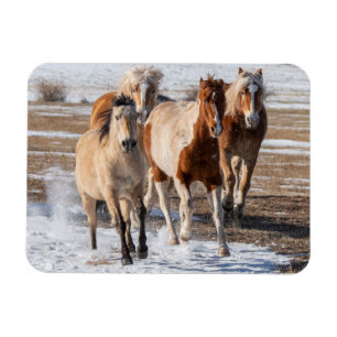 Herd van gemengde fokpaarden die in de sneeuw lope magneet