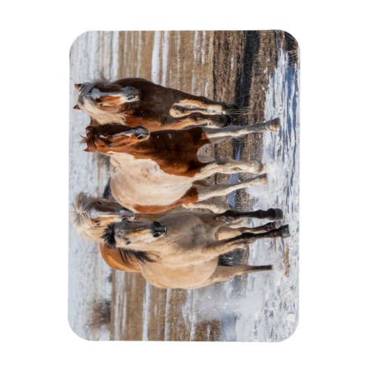 Herd van gemengde fokpaarden die in de sneeuw lope magneet (Verticaal)