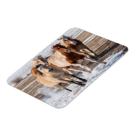 Herd van gemengde fokpaarden die in de sneeuw lope magneet (Linkerzijde)