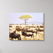 Herd van GNU Wildbeest Canvas Afdruk (Voorkant)
