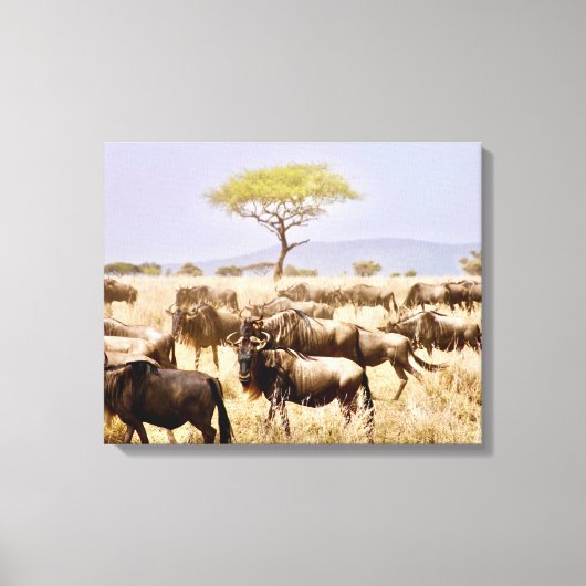 Herd van GNU Wildbeest Canvas Afdruk (Voorkant)