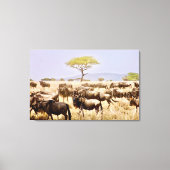Herd van GNU Wildbeest Canvas Afdruk (Voorkant)