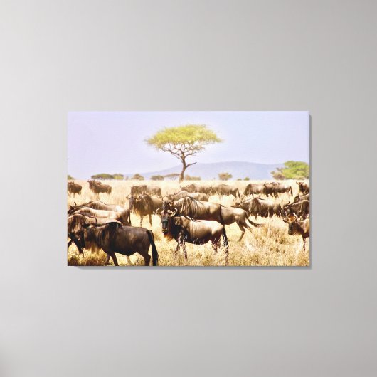 Herd van GNU Wildbeest Canvas Afdruk (Voorkant)