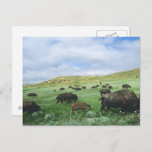 Herd van het grasgras van Bison-gras in Theodore Briefkaart (Voorkant / Achterkant)