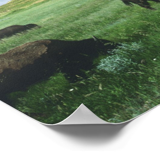 Herd van het grasgras van Bison-gras in Theodore Poster (Hoek)