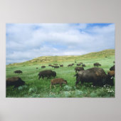 Herd van het grasgras van Bison-gras in Theodore Poster (Voorkant)