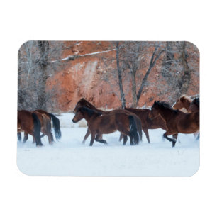 Herd van paarden die op sneeuw lopen magneet
