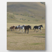 Herd van paarden fotoplaat (Voorkant)