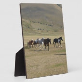 Herd van paarden fotoplaat (Zijkant)