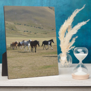 Herd van paarden fotoplaat