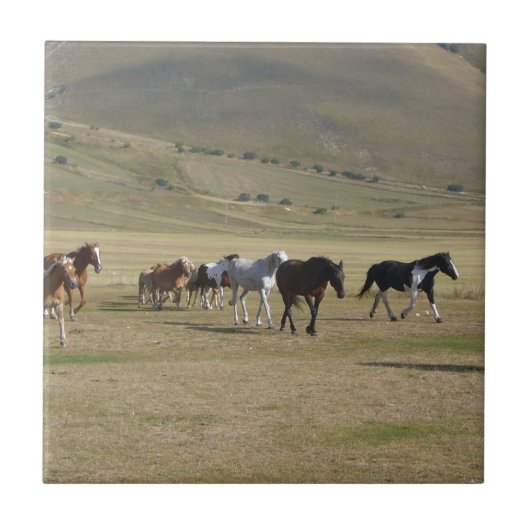 Herd van paarden tegeltje (Voorkant)