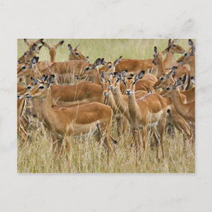 Herd van vrouw Impala, Masai Mara, Kenia. Briefkaart