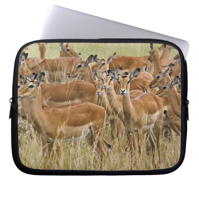 Herd van vrouw Impala, Masai Mara, Kenia. Laptop Sleeve (Voorkant)