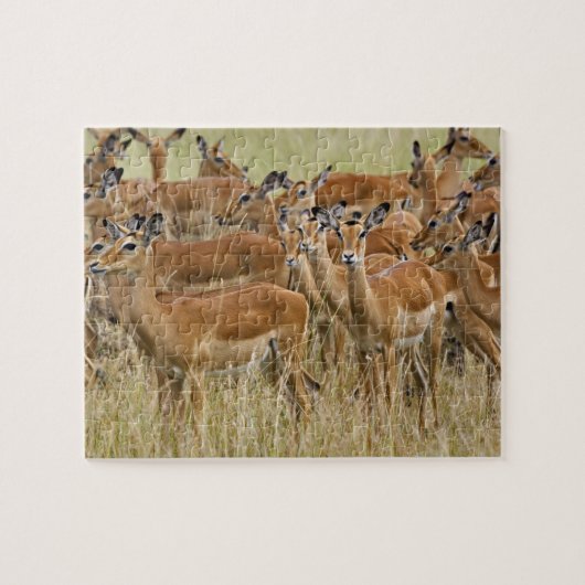 Herd van vrouw Impala, Masai Mara, Kenia. Legpuzzel (Horizontaal)
