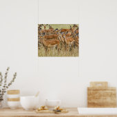 Herd van vrouw Impala, Masai Mara, Kenia. Poster (Keuken)