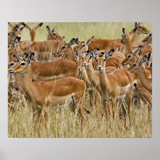 Herd van vrouw Impala, Masai Mara, Kenia. Poster (Voorkant)