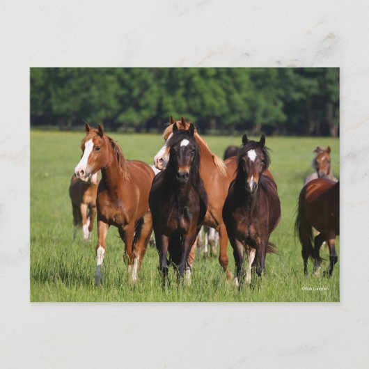 Herd van Welsh Ponies in het veld Briefkaart (Voorkant)