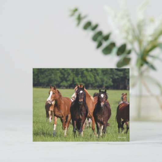 Herd van Welsh Ponies in het veld Briefkaart (Staand voorkant)