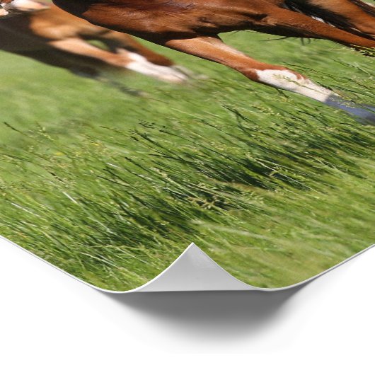 Herd van Welsh Ponies in het veld Poster (Hoek)