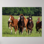 Herd van Welsh Ponies in het veld Poster (Voorkant)