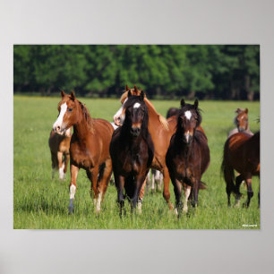 Herd van Welsh Ponies in het veld Poster