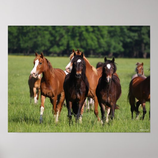 Herd van Welsh Ponies in het veld Poster (Voorkant)
