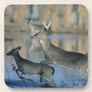 Herd van whitetail die door water loopt bier onderzetter