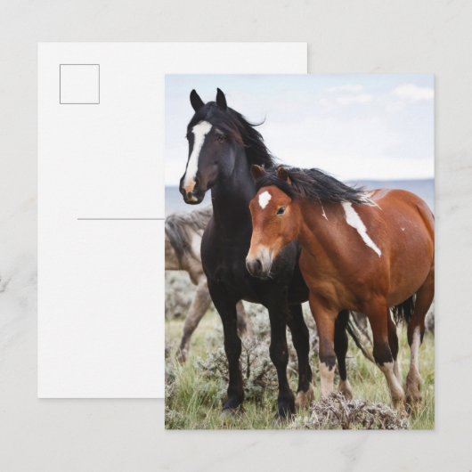 Herd van wilde paarden briefkaart (Voorkant / Achterkant)