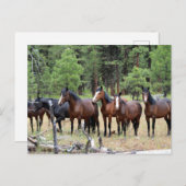 Herd van wilde paarden briefkaart (Voorkant / Achterkant)
